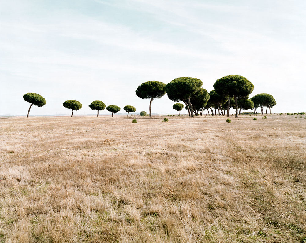 The great white of Rueda… Verdejo