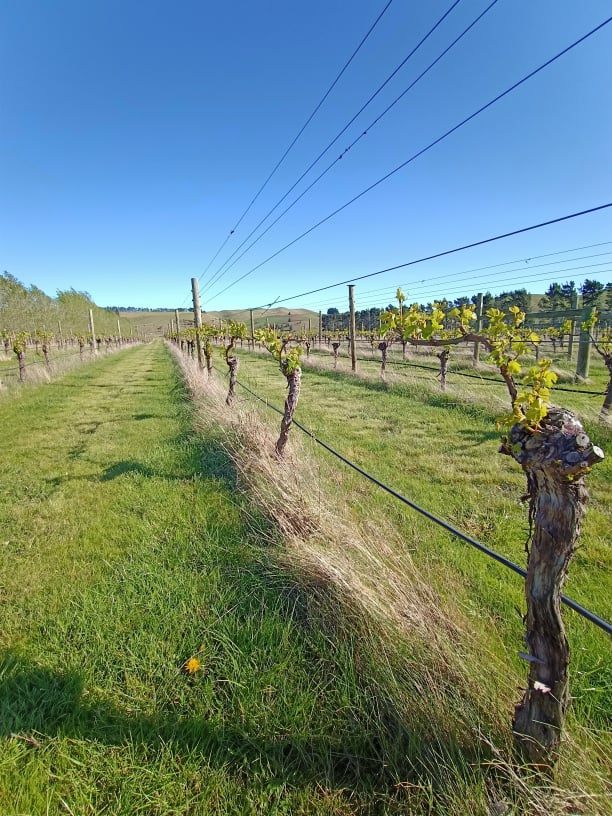 North Canterbury rocks... part two, Greystone Wines