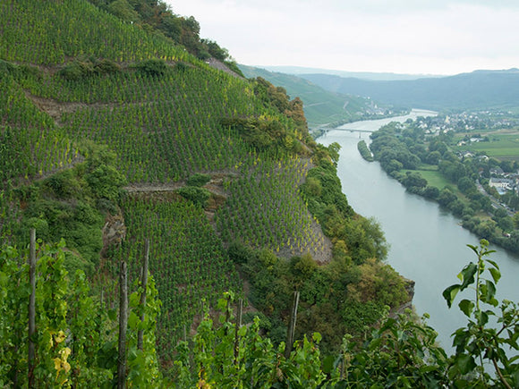 The truth about Riesling - it is rarely ultra sweet