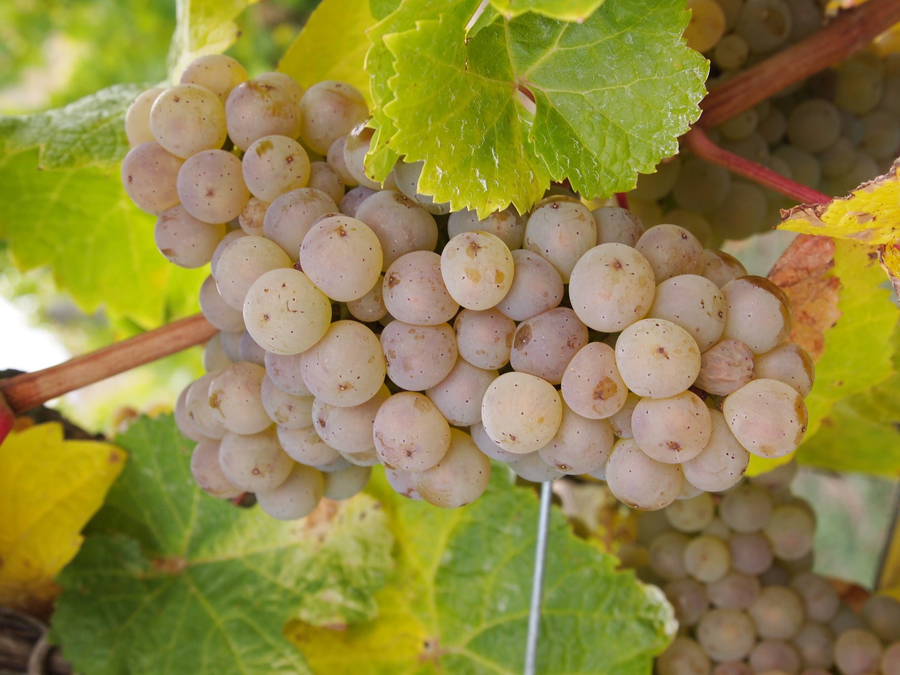 Lower on alcohol, bigger on good taste