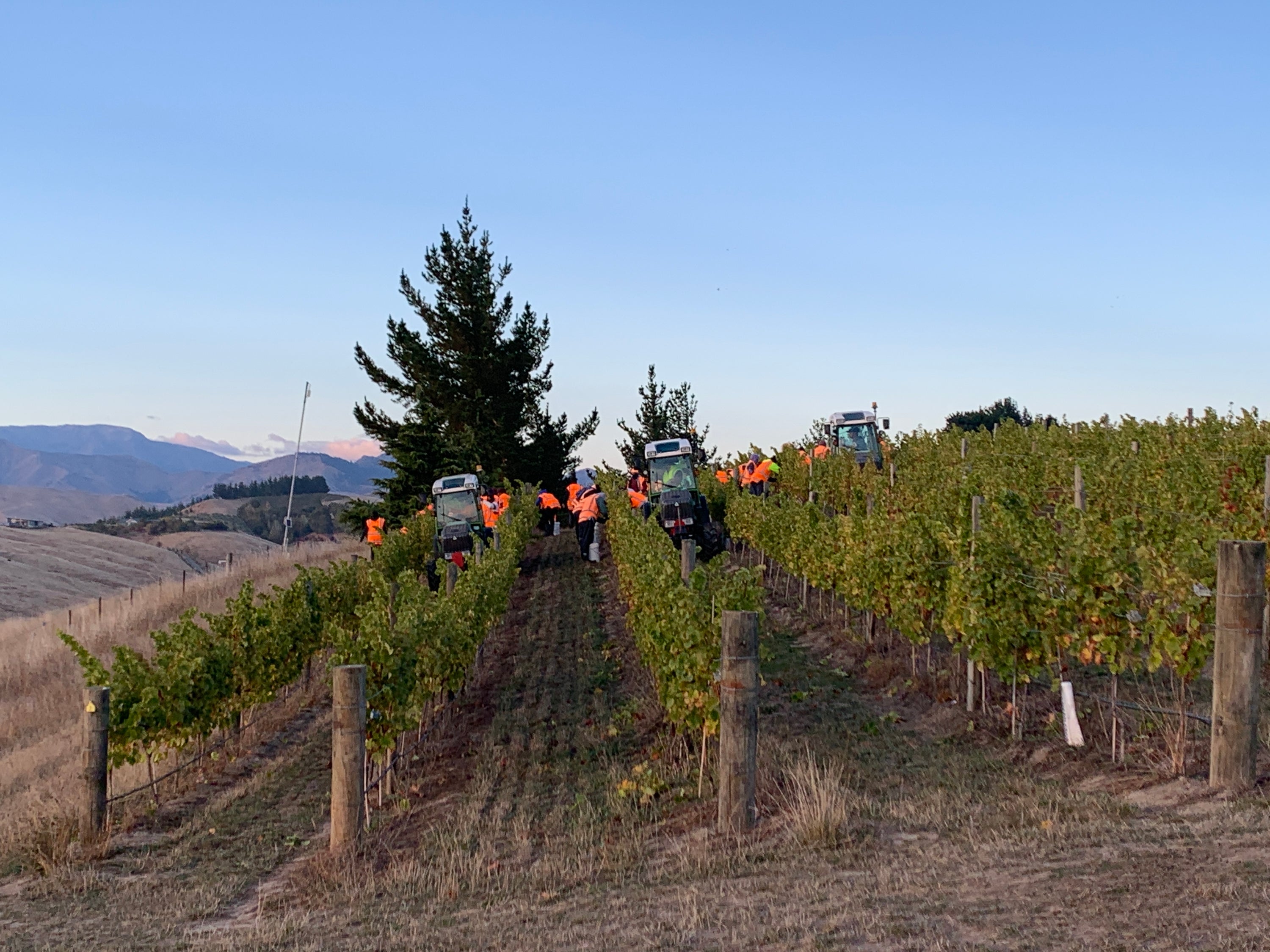 Silver lining to 2020...  more top Chardonnay on the way