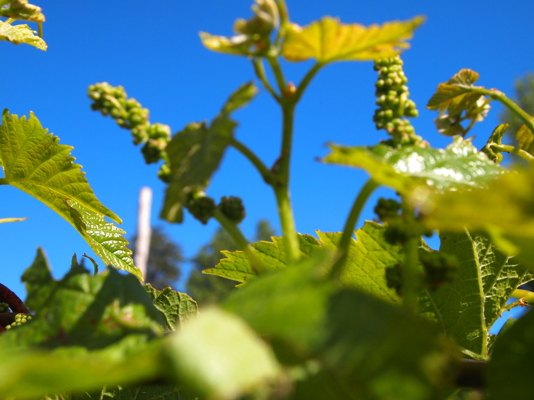 Speaking of Sauvignon... it can be complex